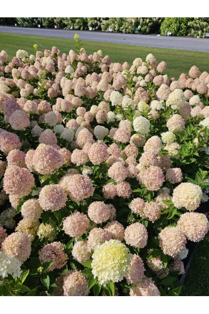 Hydrangea paniculata ’Living Cotton Cream’ 